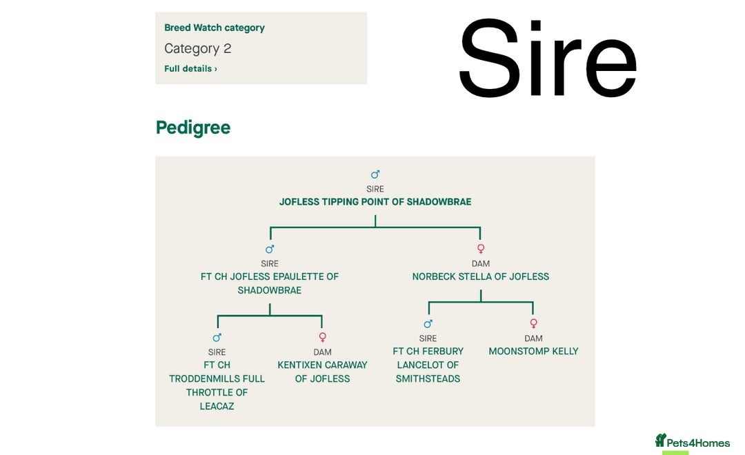 Labrador Retriever dogs for sale: KC reg Labrador puppies  - Advert 2