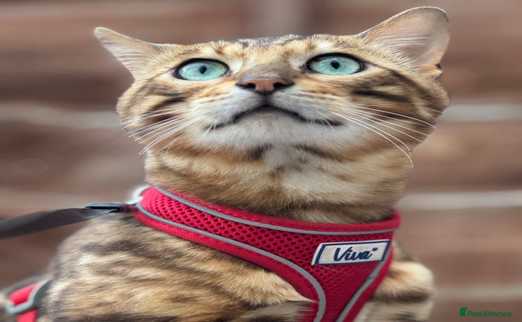Bengal cats - Advert 4
