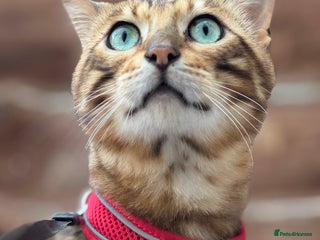 Bengal cats - Advert 1