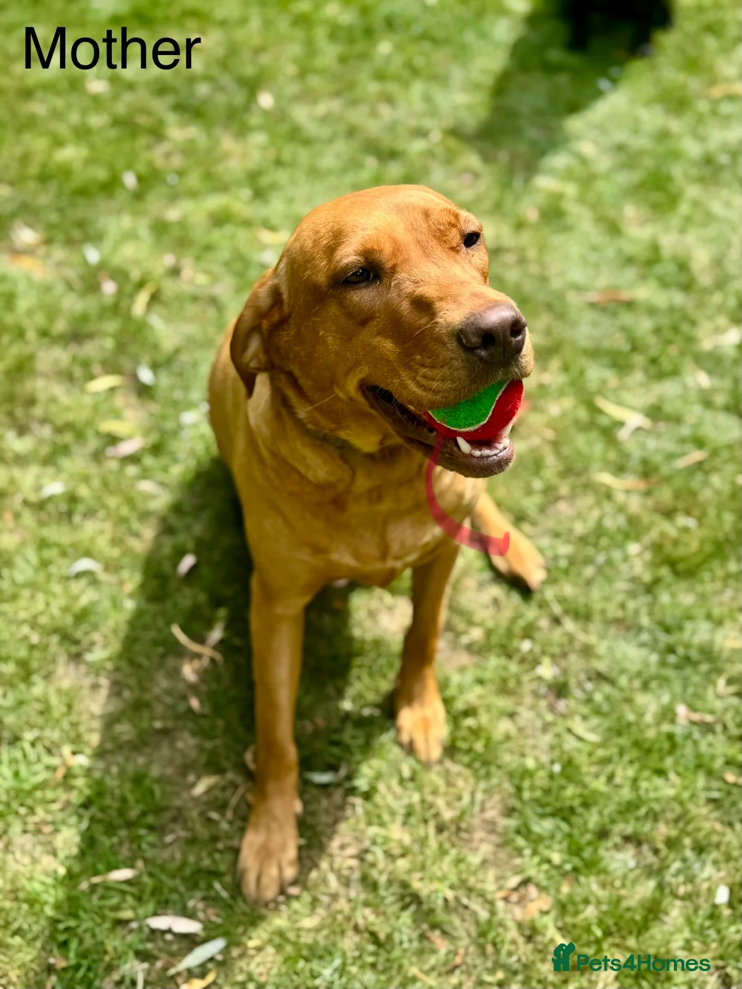 Labrador Retriever dogs for sale: Labrador Retriever Red Fox/Black KC reg Puppies  - Advert 11