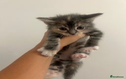 Mixed Breed cats for sale: 4 beautiful kittens ready to go 31st August - Image 3