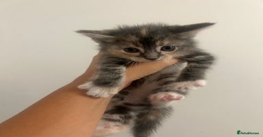 Mixed Breed cats - Advert 6