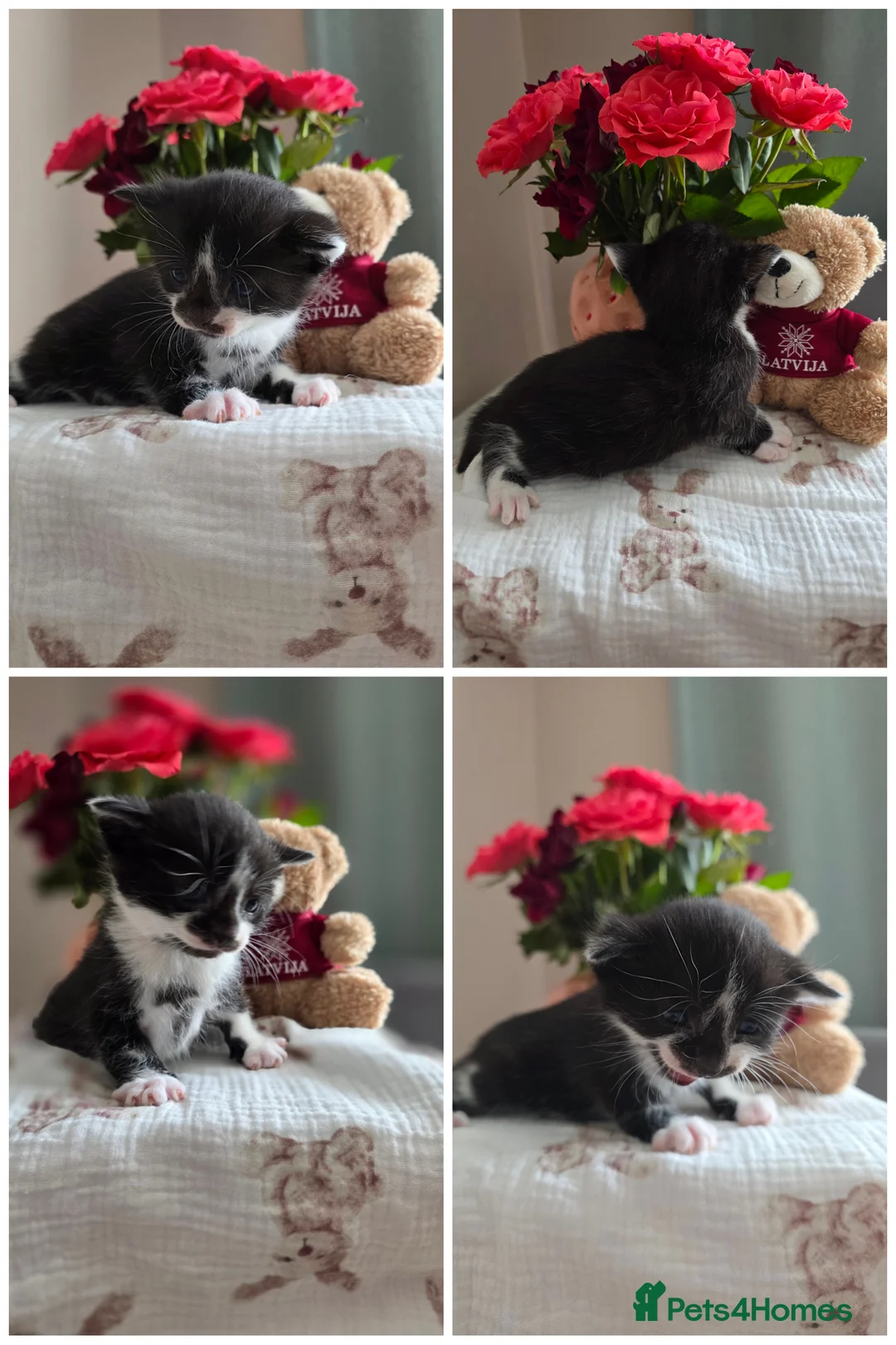 Mixed Breed cats for sale: Your New Best Friend is Waiting🐈‍⬛ - Advert 23