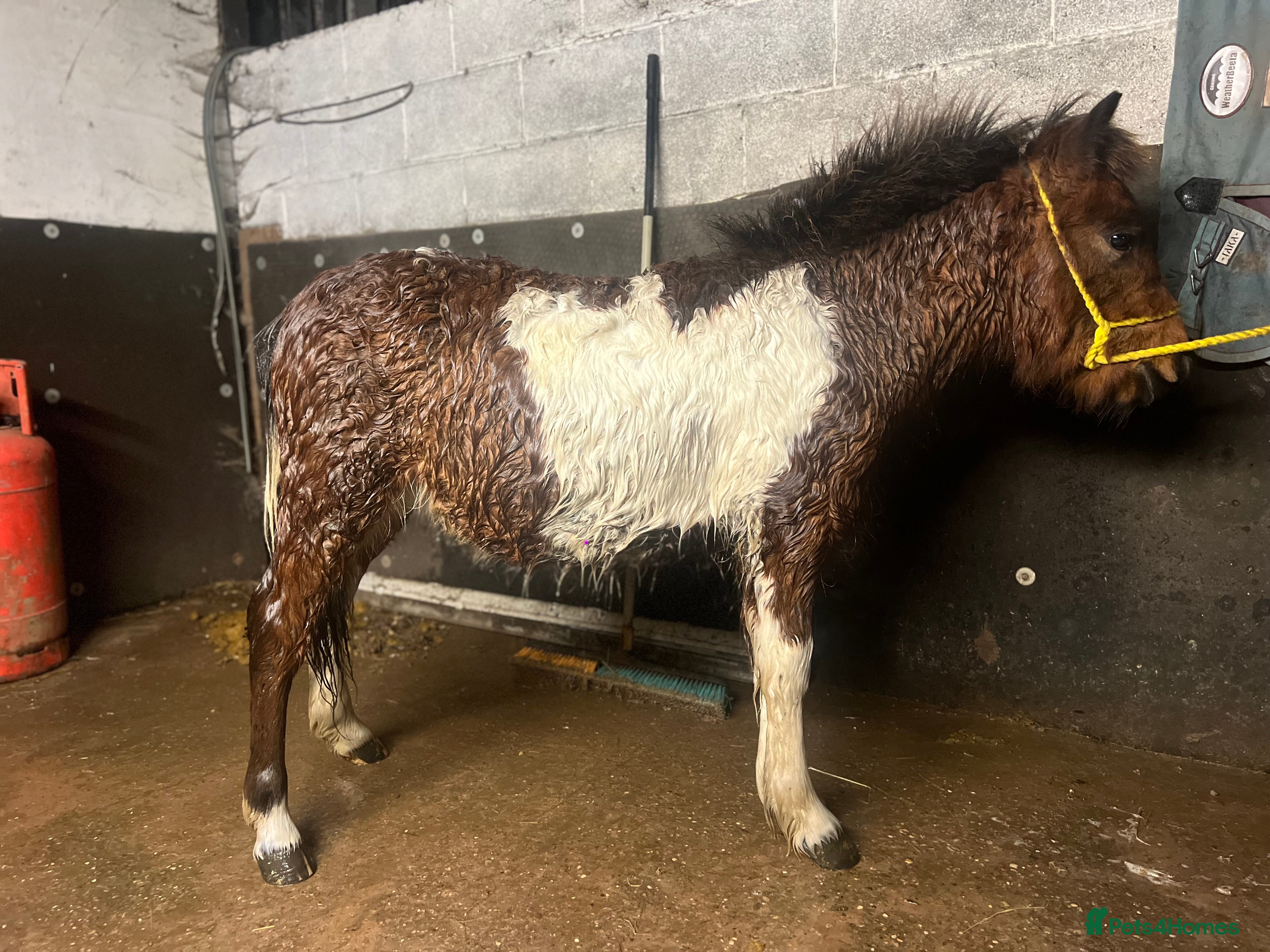 Shetland pony horses Rocky and teddy - Advert 11