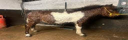Shetland pony horses for sale: Rocky and teddy - Advert 1
