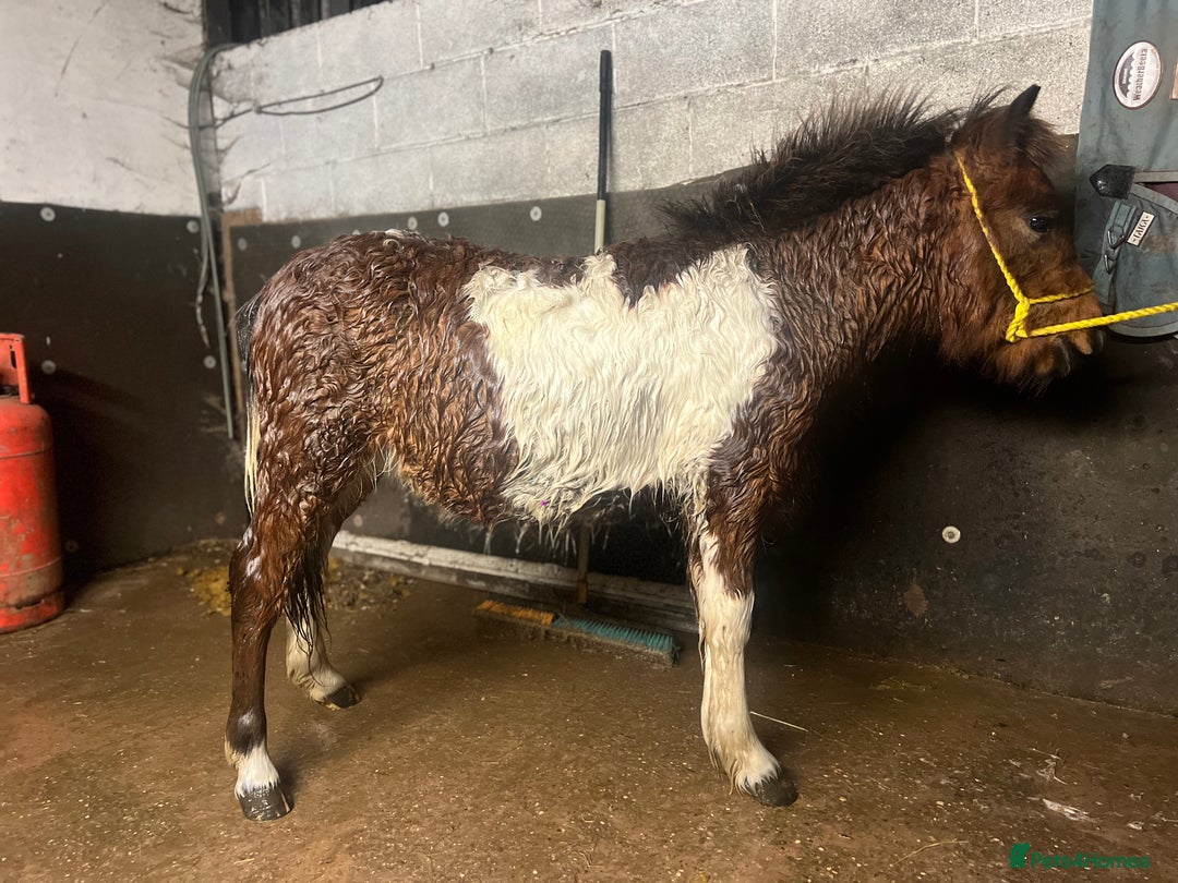 Shetland pony horses for sale: Rocky and teddy - Advert 1