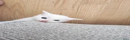 Mixed Breed cats for sale: Dad is Bengal and mum is white British Shorthair  - Advert 7