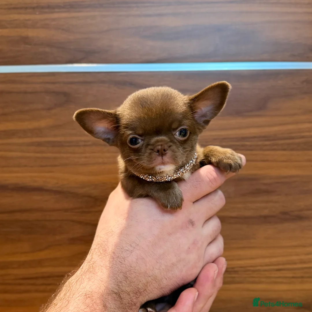 Chihuahua dogs for sale: Chihuahua girls  - Advert 5