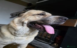 Mixed Breed dogs for sale: Gentle giant, only 5 stars home - Image 5