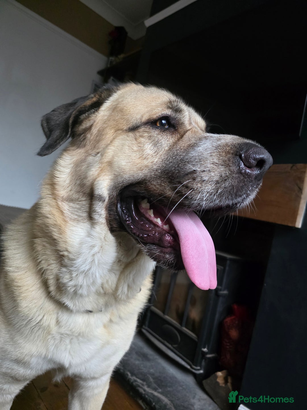 Mixed Breed dogs for sale: Gentle giant, only 5 stars home - Image 5