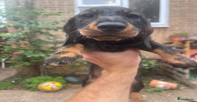 Dachshund dogs in Tiverton - Advert 7