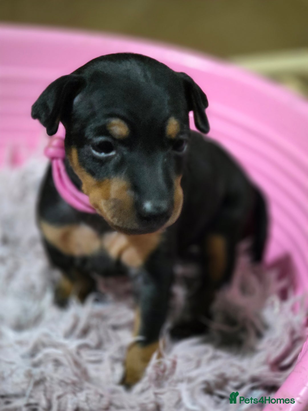 English Toy Terrier dogs for sale: Grayswish English toy terriers - Advert 4