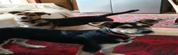 Mixed Breed dogs for adoption: Amazing Millie for adoption  - Advert 10