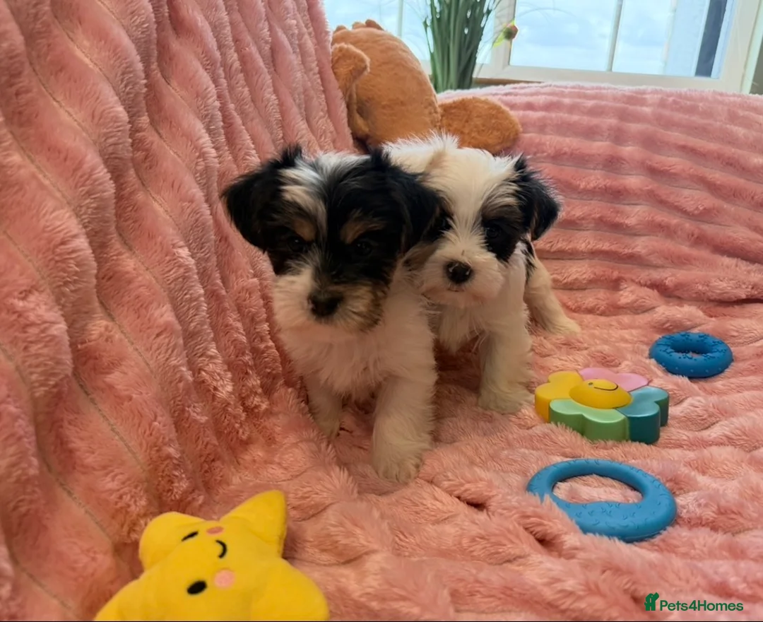 Yorkshire Terrier dogs for sale: Miniature Yorkshire Terrier Puppies  - Advert 6