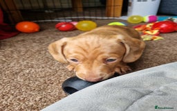 Miniature Dachshund dogs for sale: Female Miniature Dachshund - Only 1 Remaining - Image 3