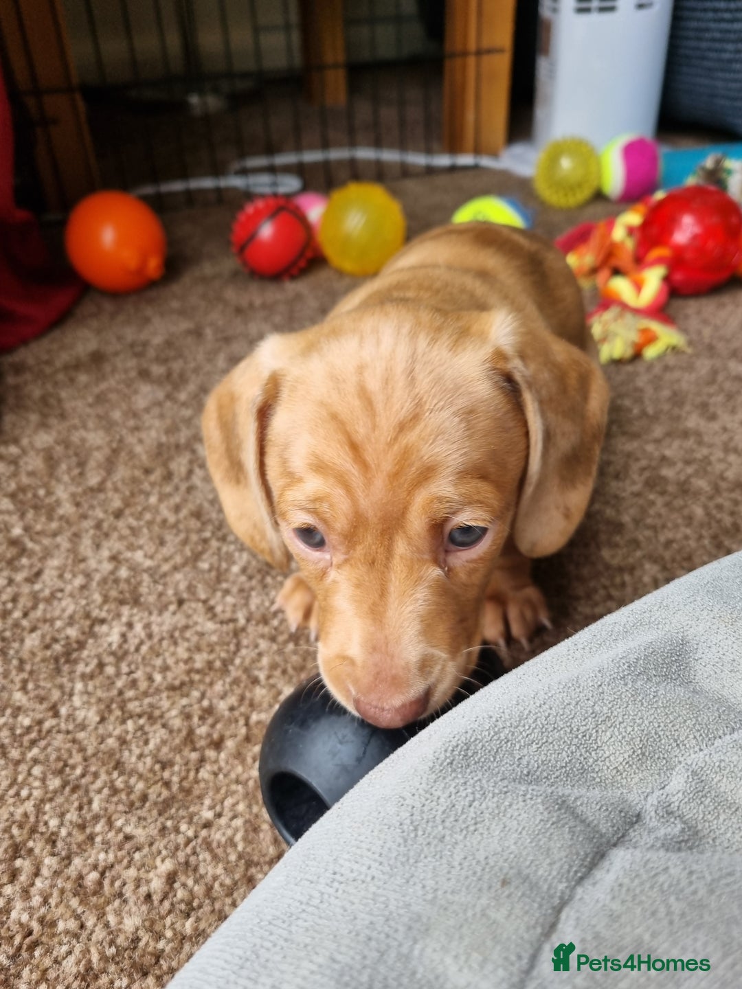 Miniature Dachshund dogs for sale: Female Miniature Dachshund - Only 1 Remaining - Image 3