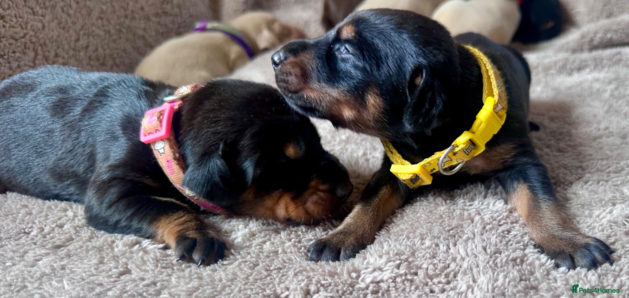 Dobermann dogs KC registered health tested Dobermann puppies  - Advert 2