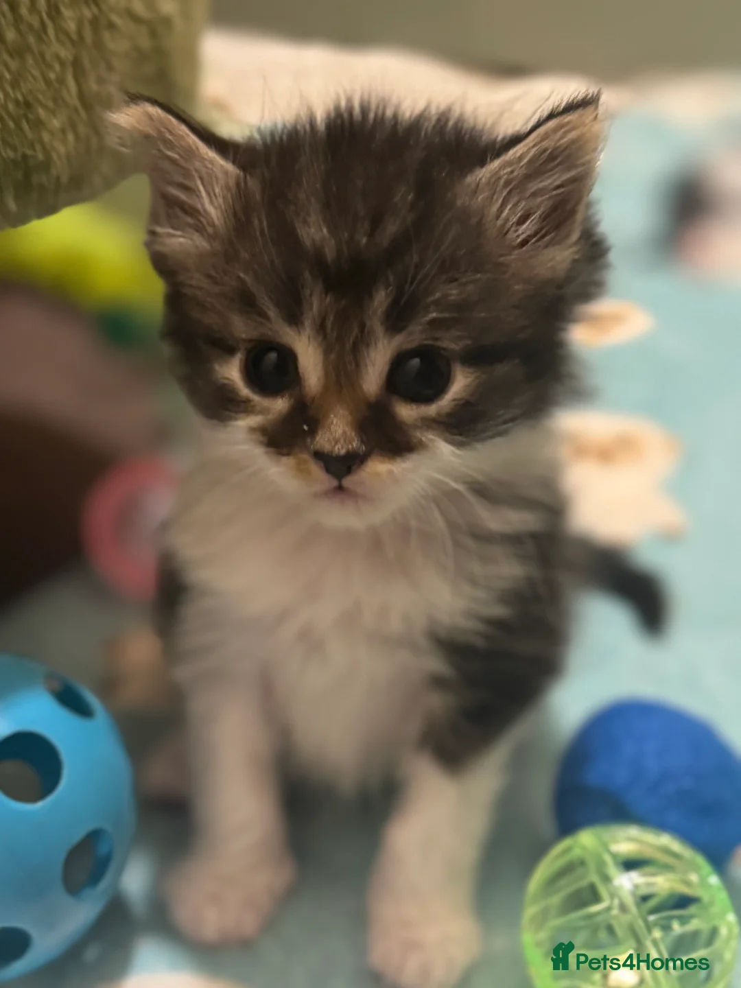 Mixed Breed cats for sale: 3/4 Maine coon long haired  - Advert 15