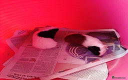 Guinea Pig rodents for sale: Baby females and two adult female  - Image 1