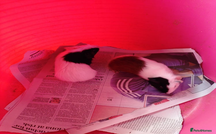 Guinea Pig rodents - Advert 1