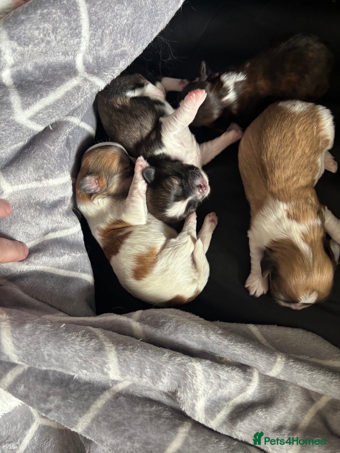 Lhasa Apso dogs for sale: Lhasa Apso Puppies for sale - Image 4
