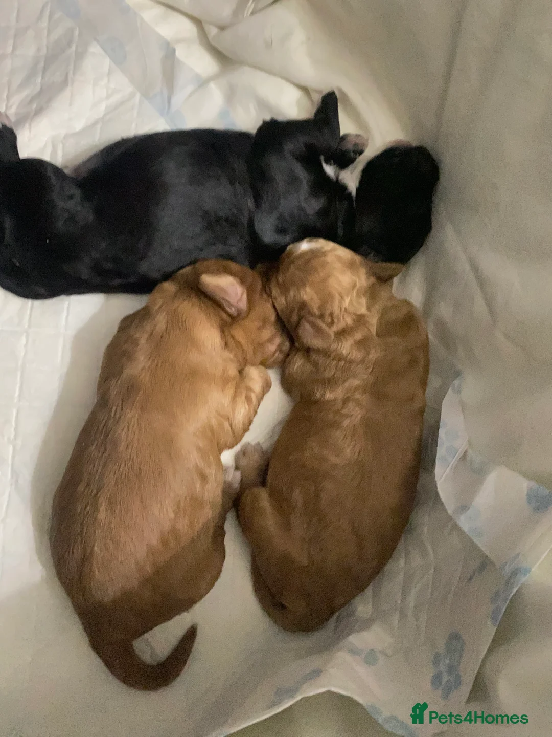 Cockapoo dogs for sale: 5 beautiful cockapoo puppies  - Advert 4