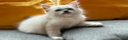 Ragdoll cats for sale: Luxury Blue Point Mitted Ragdoll Kittens - Advert 18