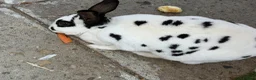 English Spot rabbits for sale: English spotted Rabbit  - Advert 6