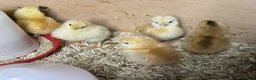 Chickens poultry for sale: Day old mixed hybrids chicks  - Advert 4