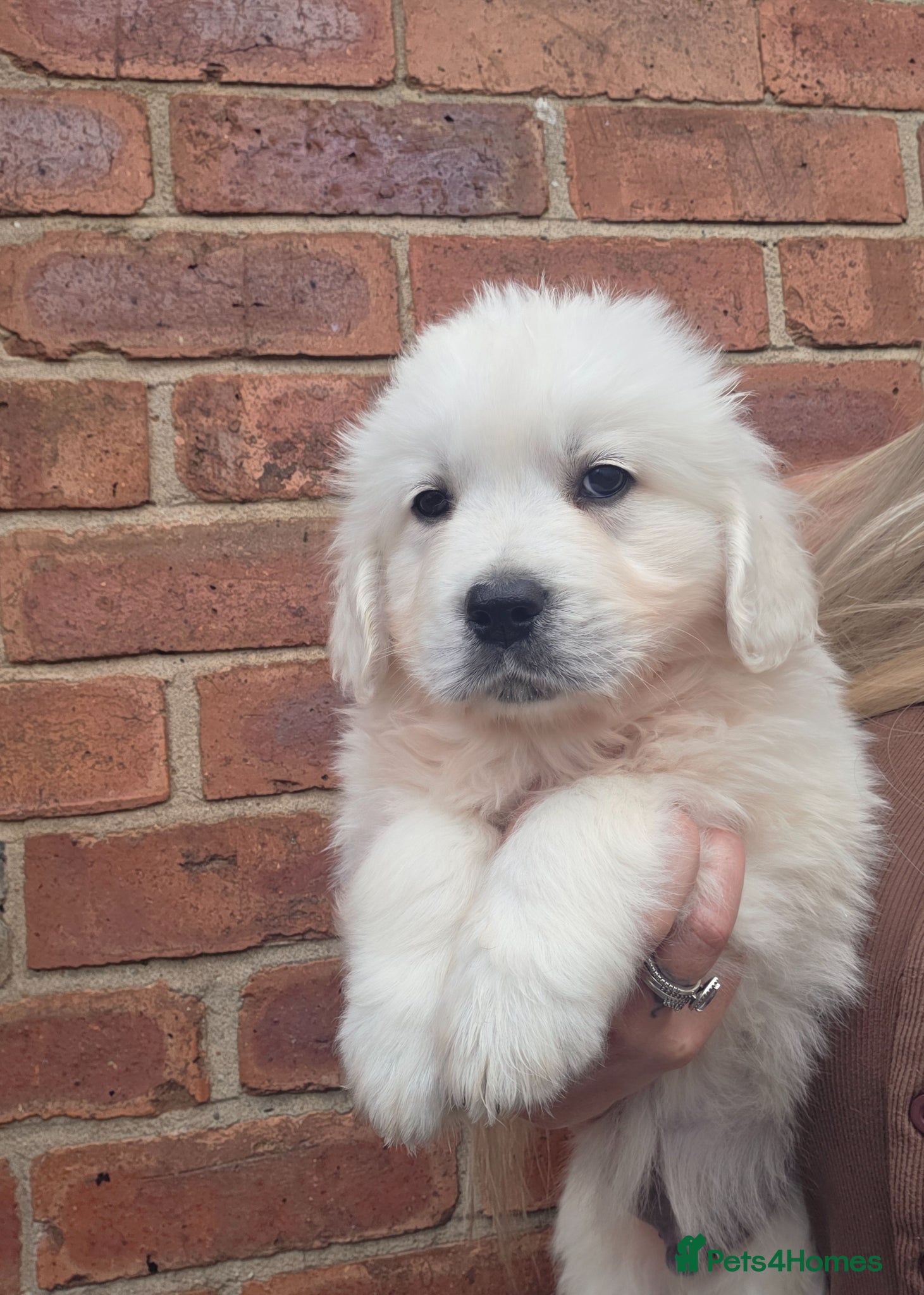 Golden Retriever dogs Extensively Health Tested English Cream Puppies - Advert 2