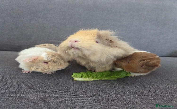 Guinea Pig rodents - Advert 1