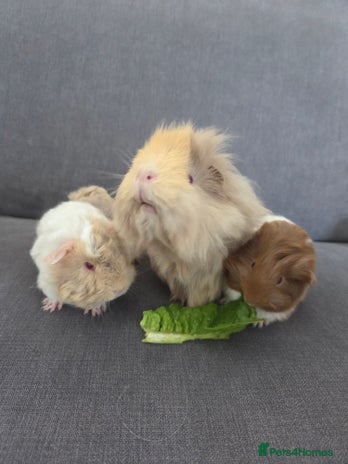 Guinea Pig rodents - Advert 14
