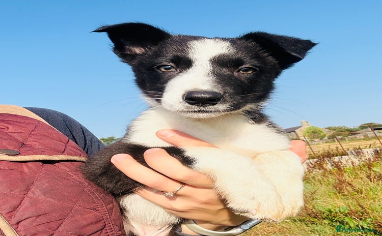 Border Collie dogs - Advert 1