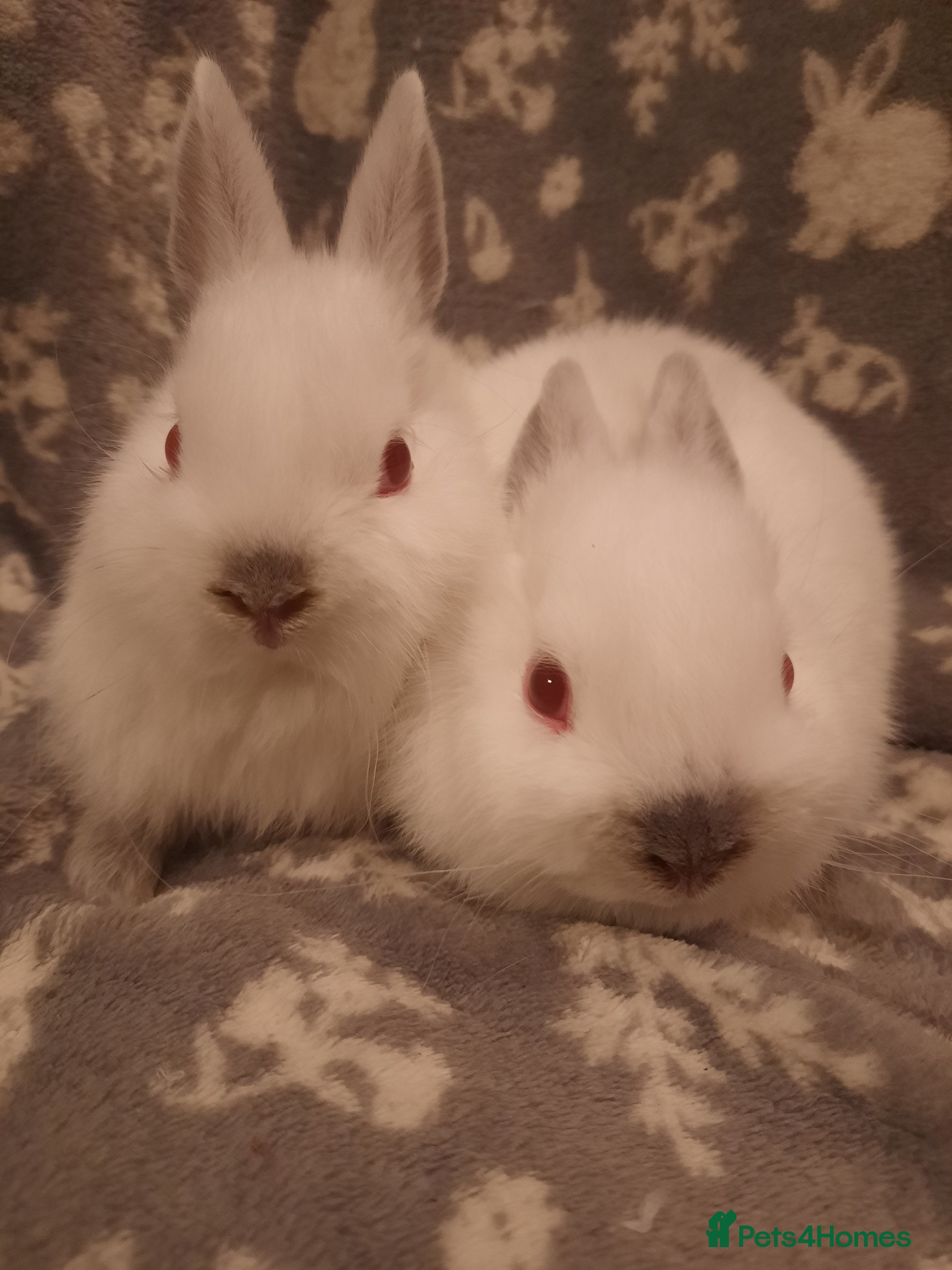 Netherland Dwarf rabbits Six Litters Of Netherland Dwarf Babies - Advert 1