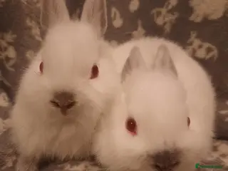 Netherland Dwarf rabbits Six Litters Of Netherland Dwarf Babies - Advert 1