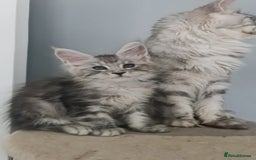 Maine Coon cats for sale: GCCF Registered - Maine Coon Kittens - Image 16