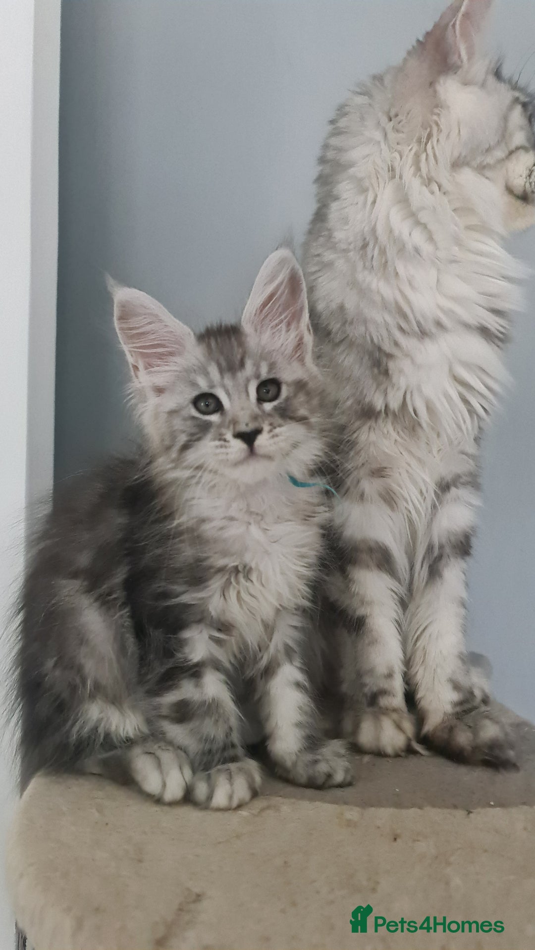 Maine Coon cats for sale: GCCF Registered - Maine Coon Kittens - Image 16