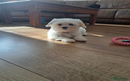 Maltese dogs for sale: Adorable Maltese Puppies For Sale❤️ - Image 4