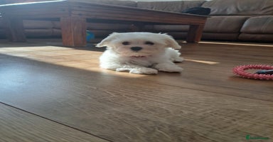 Maltese dogs - Advert 12