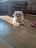 Maltese dogs - Advert 12