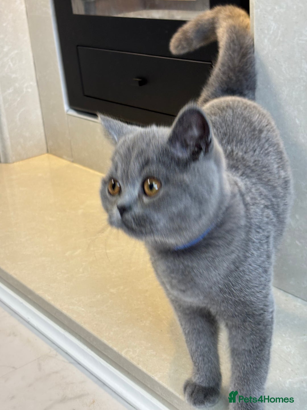 British Shorthair cats for sale: British Shorthair - Image 18