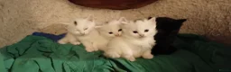 British Shorthair cats for sale: 4 super cute fluffy kittens  - Advert 17