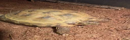 Tortoise reptiles for sale: Horsefield Tortoise (6 Years Old) - Female in London - Advert 5