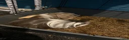 Guinea Pig rodents for sale: guinea pigs  - Advert 2