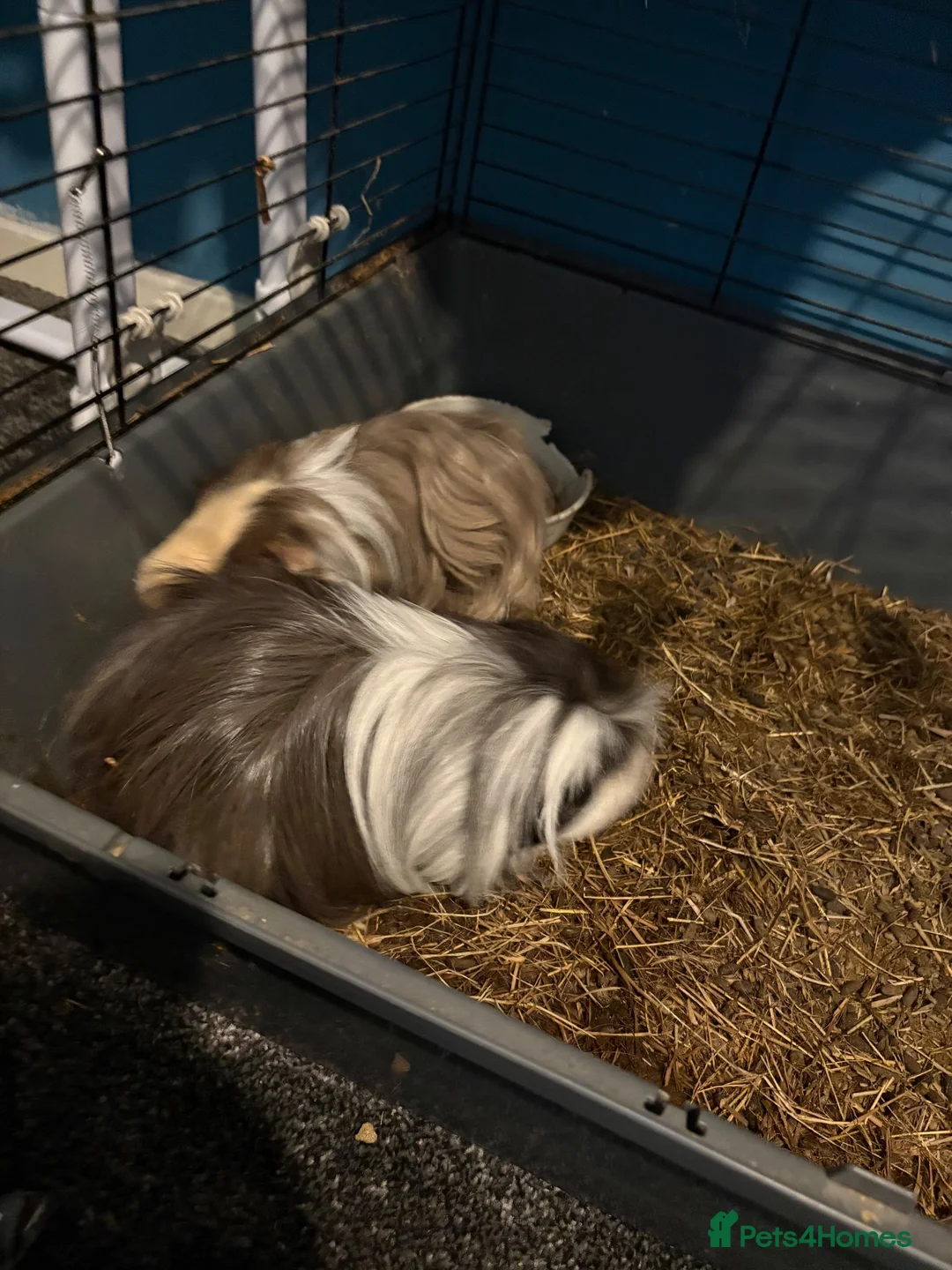 Guinea Pig rodents for sale: guinea pigs  - Advert 2
