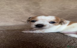 Chiweenie dogs for sale: 2 Male Puppies - Advert 4