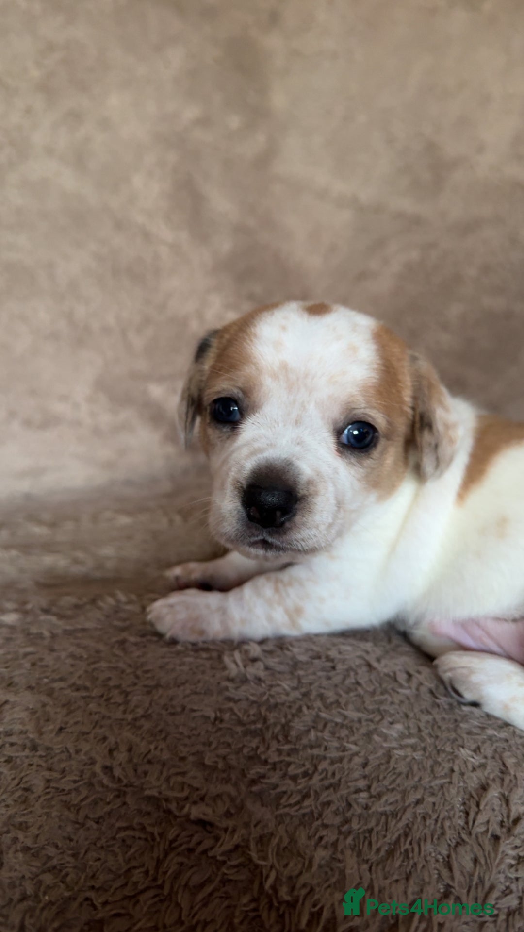 Chiweenie dogs for sale: 2 Male Puppies - Advert 4