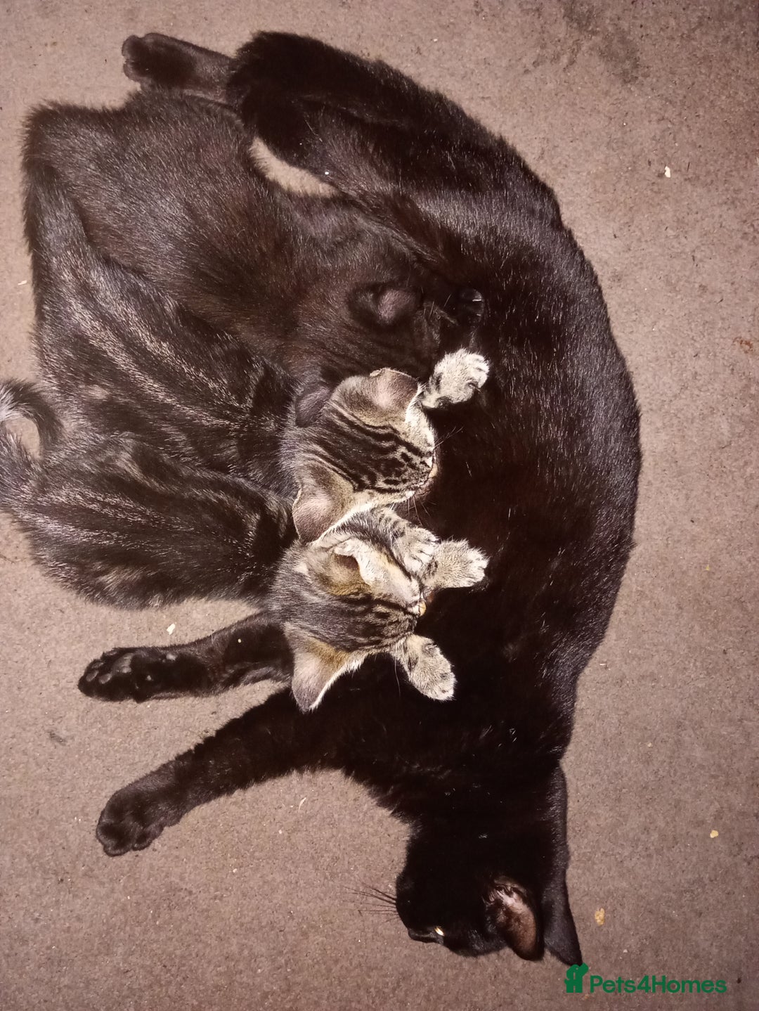 Mixed Breed cats for sale: 2 tabby girls 1 black girl - Image 3