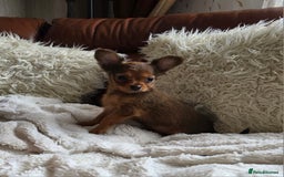 Russian Toy Terrier dogs for sale: Russian Toy Puppies  - Image 3