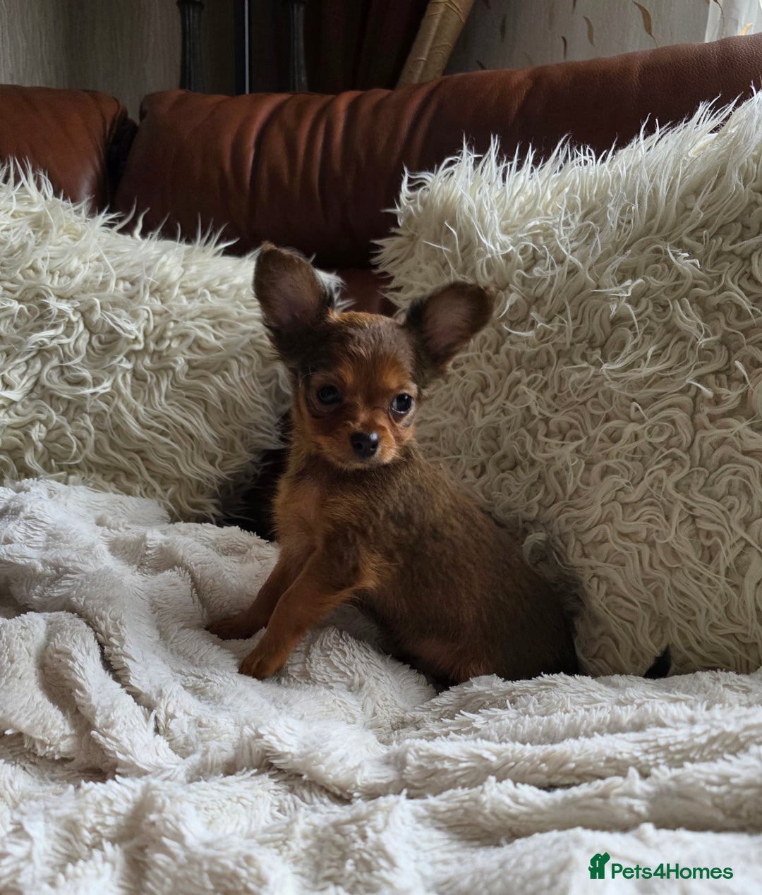 Russian Toy Terrier dogs for sale: Russian Toy Puppies  - Image 3